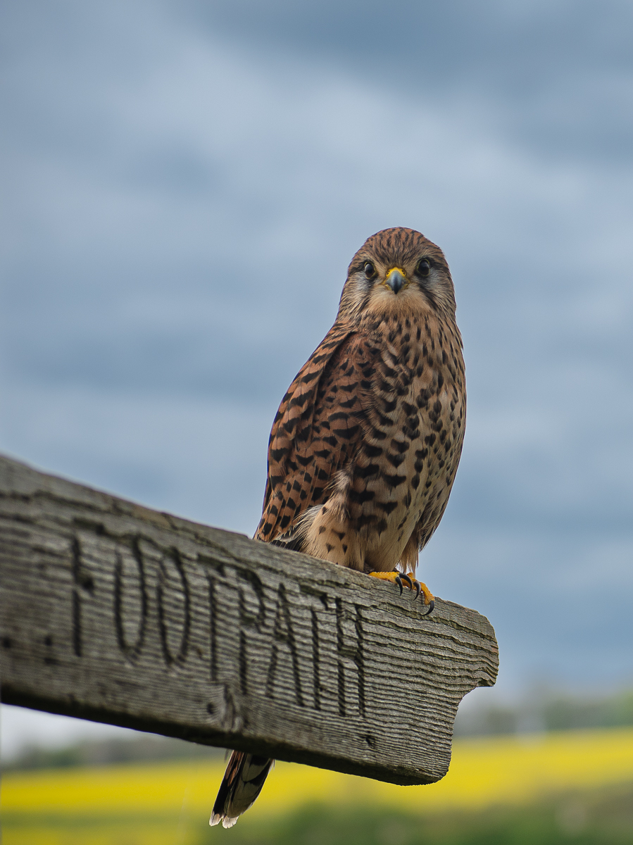 2nd Place - Karen Charman - Eurasian Kestrel