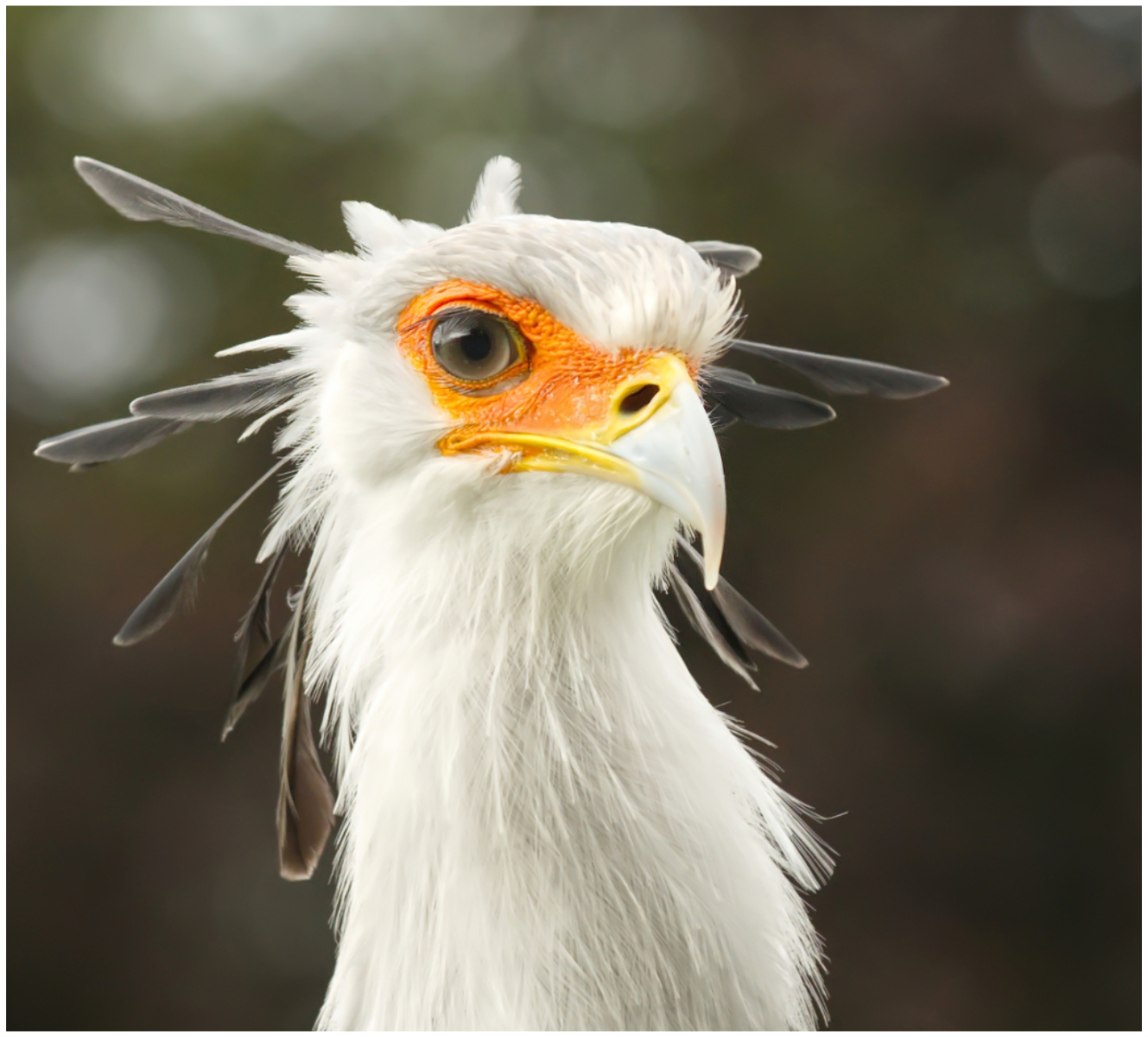 1st Place - Graham Lowe - I have got my eyes on you! Portrait of a Scretary Bird (Sagittarius Serpentarius)
