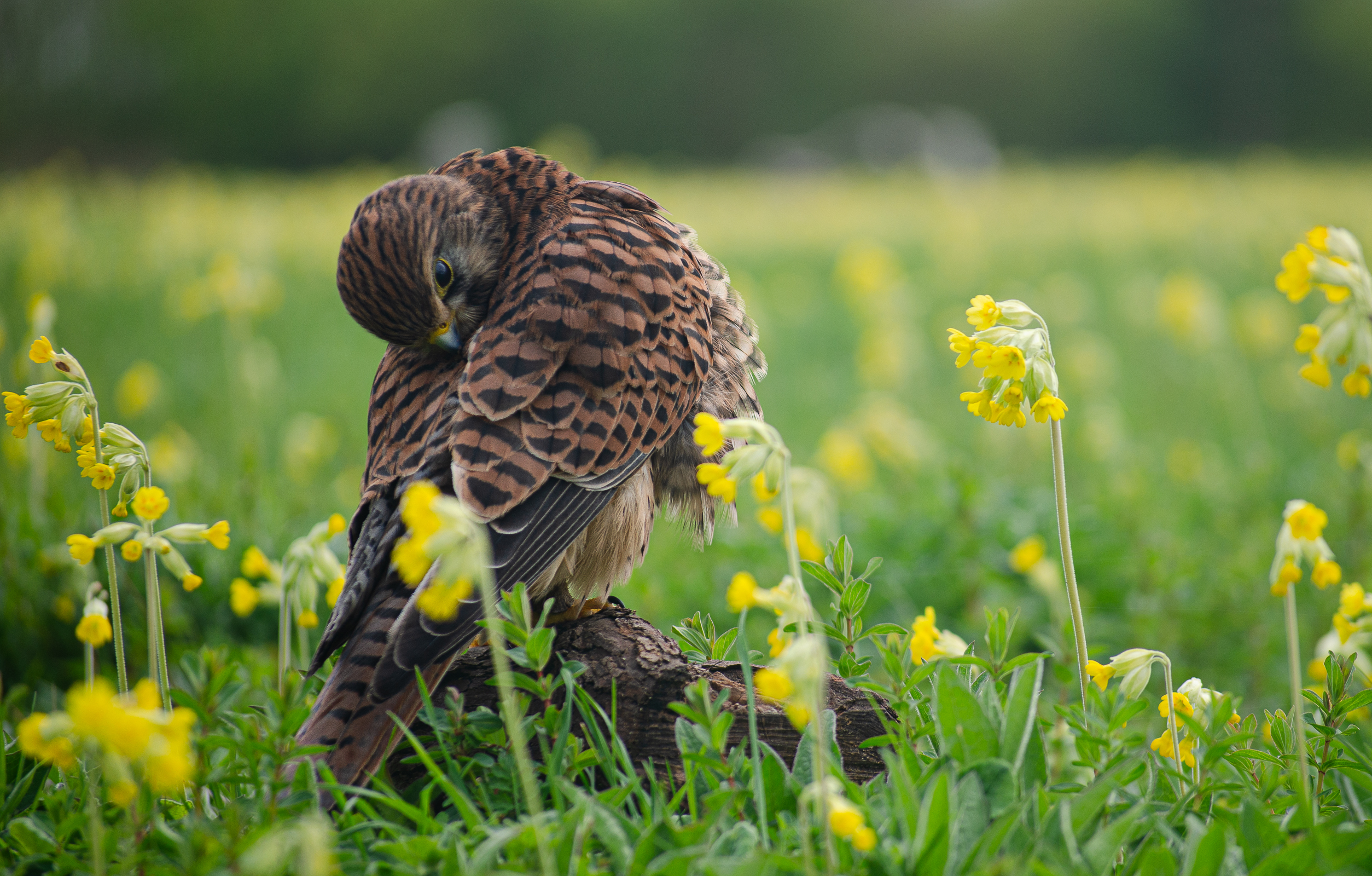 2nd Place - Karen Charman - Preening Kestrel