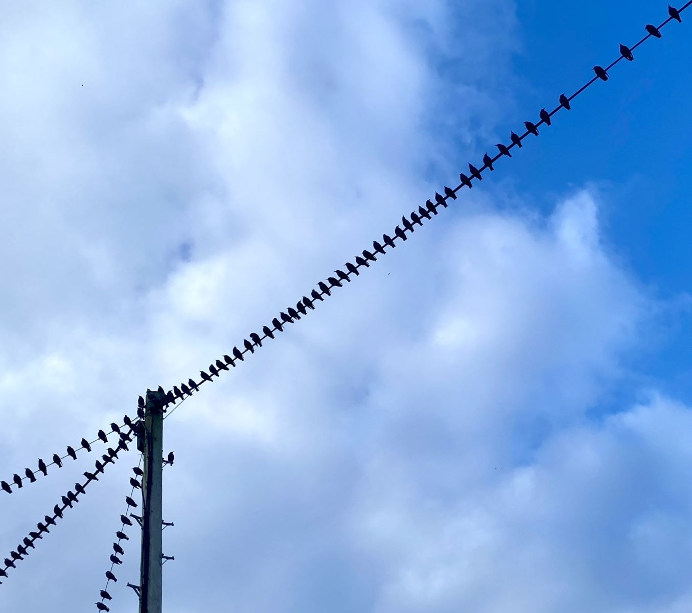 3rd Place - Helen Stelitano - On the party line HICC