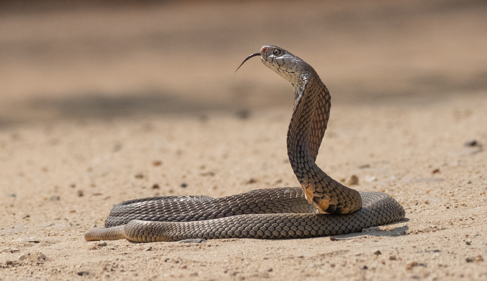 2nd Place - Mike Tandy - Alert Cobra