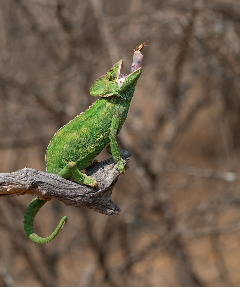 3rd Place - Mike Tandy - Chameleon